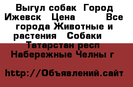 Выгул собак. Город Ижевск › Цена ­ 150 - Все города Животные и растения » Собаки   . Татарстан респ.,Набережные Челны г.